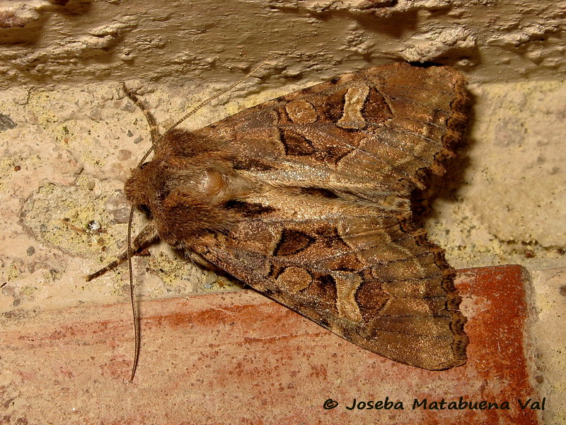 Noctuidae di questa fine settimana